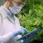 Quels sont les bienfaits du CBD pour la santé