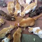 chats