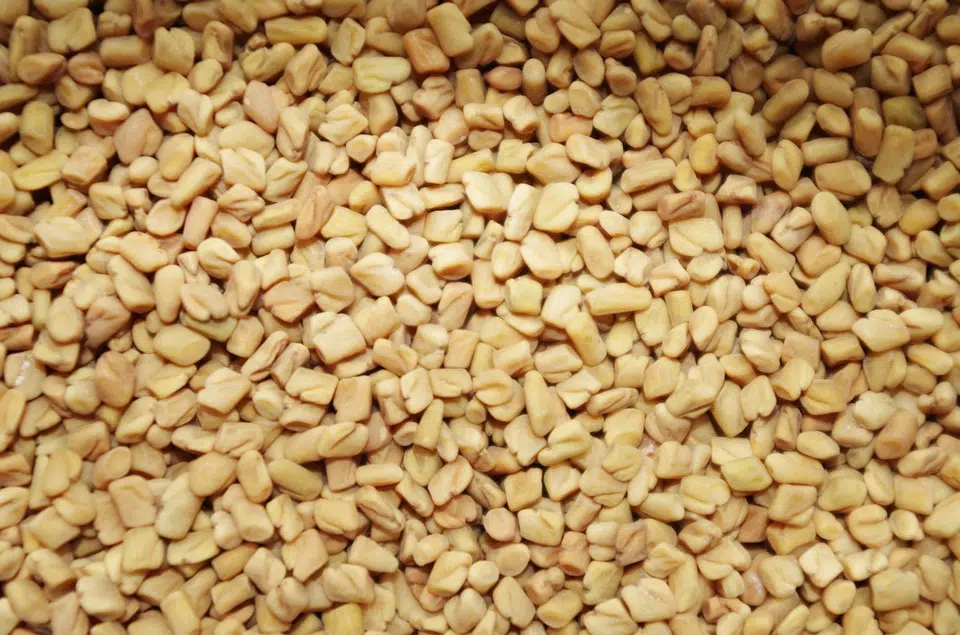 fenugreek