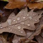 L’eau de pluie peut-elle être consommée ?