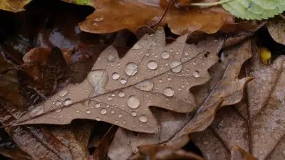 L’eau de pluie peut-elle être consommée ?