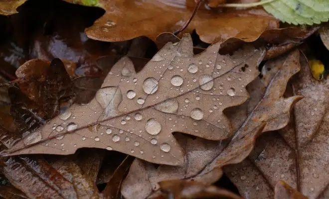 L’eau de pluie peut-elle être consommée ?