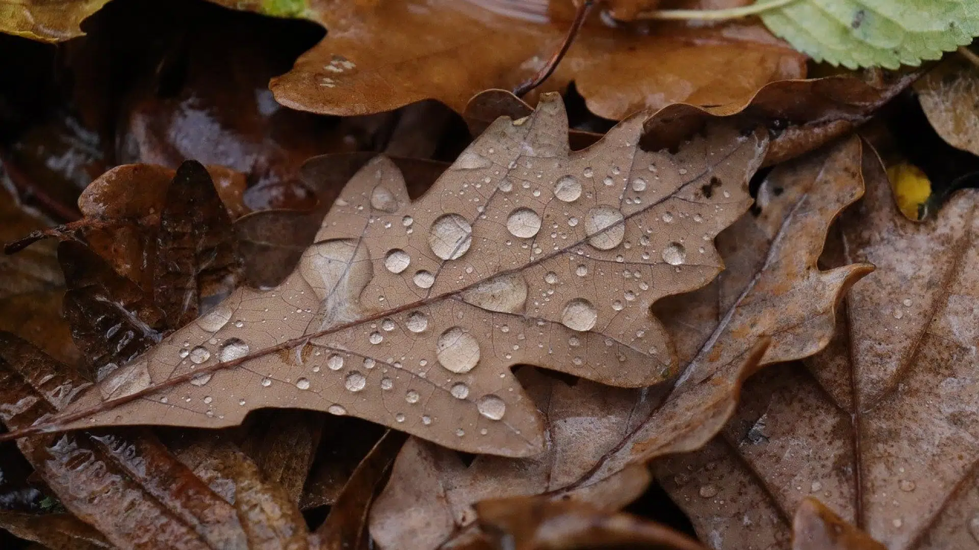 L’eau de pluie peut-elle être consommée ?